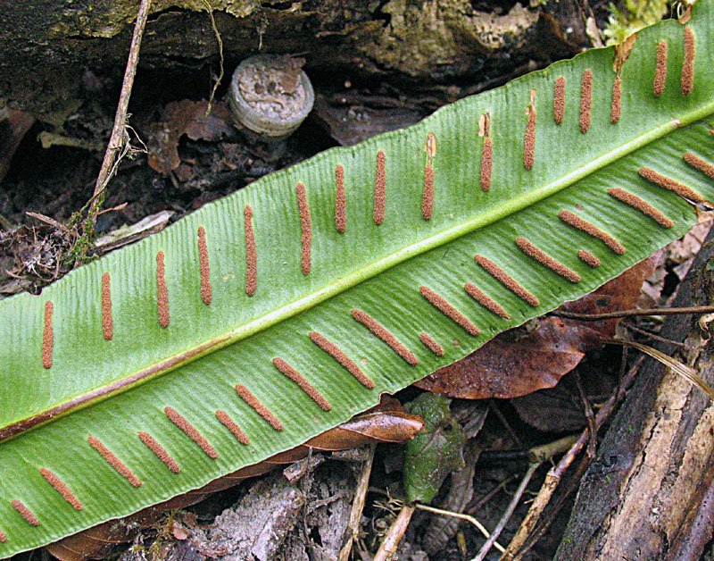 Asplenium scolopendrium